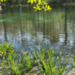 grass on the rainbow river