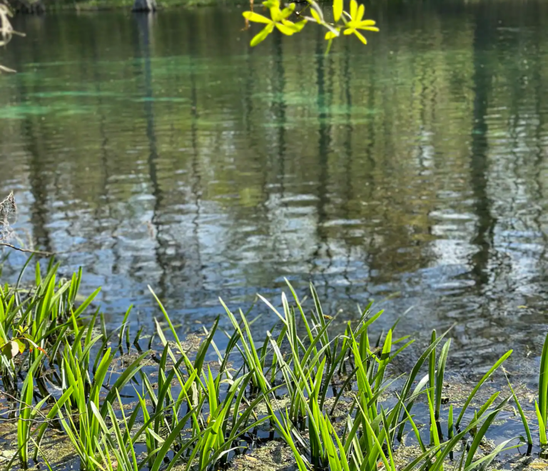 Conservation Tips for Enjoying the Rainbow River