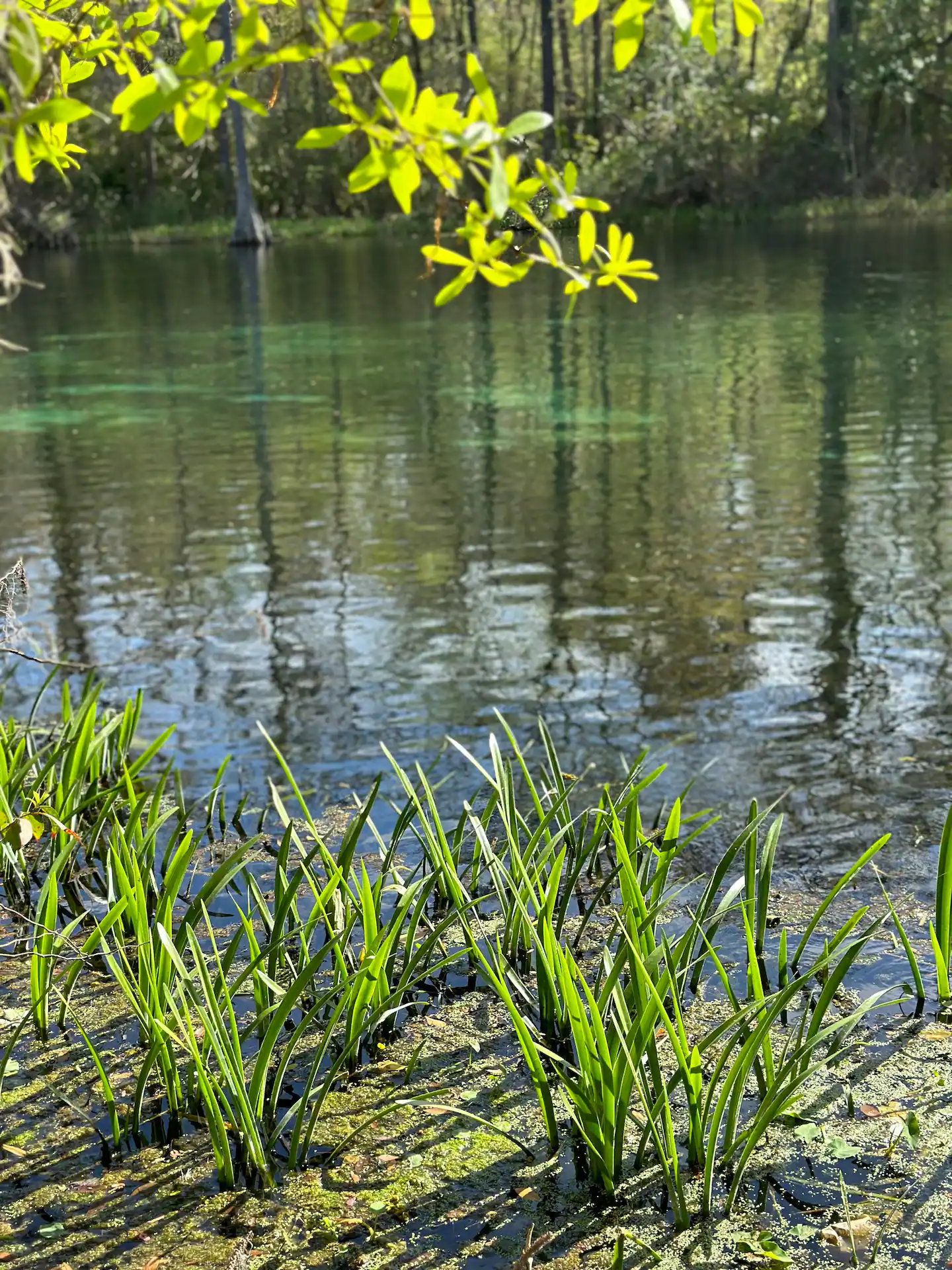 grass on the rainbow river
